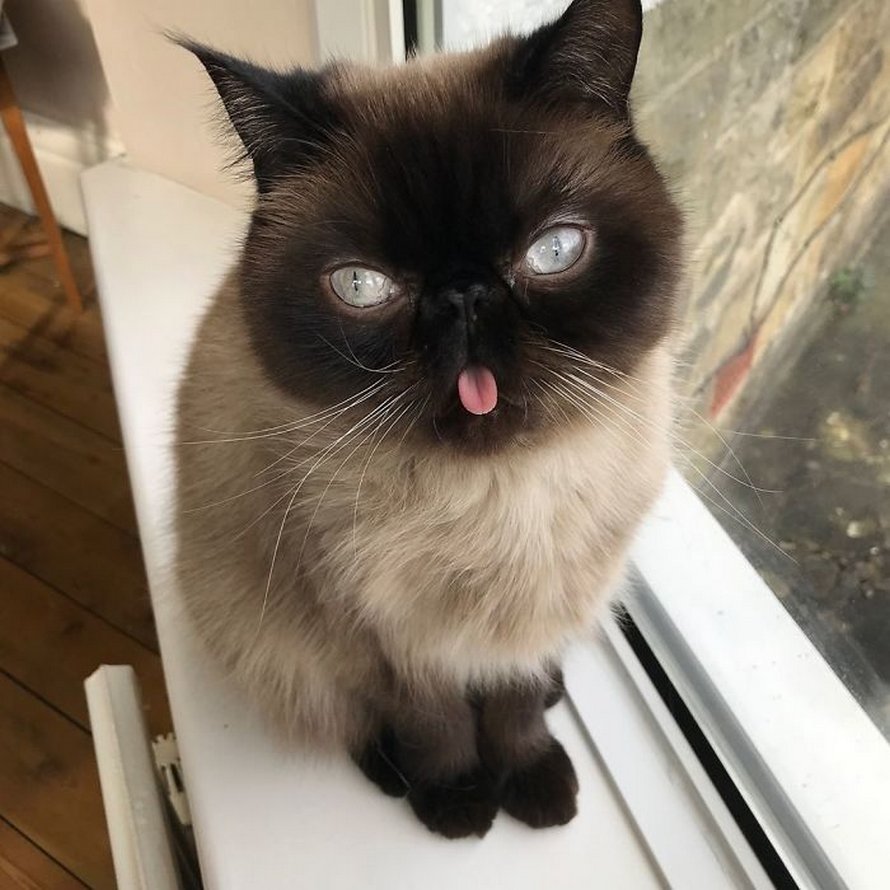 Ce chat est le roi des grimaces et il a envahi Internet