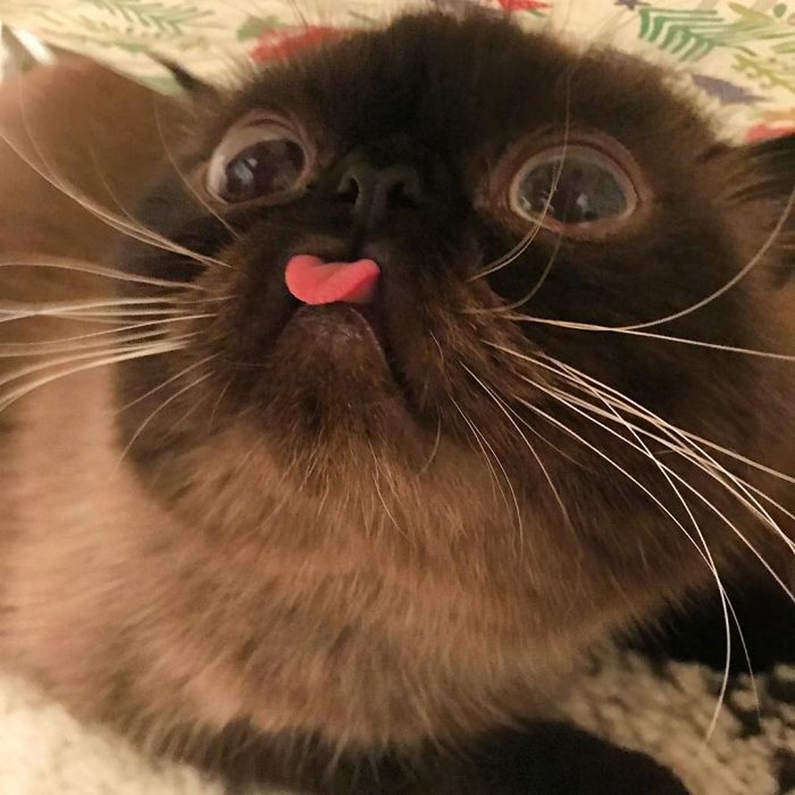 Ce chat est le roi des grimaces et il a envahi Internet