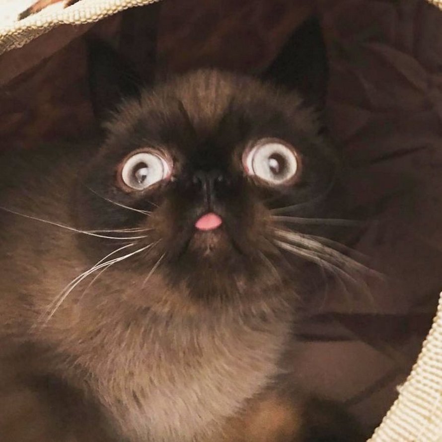 Ce chat est le roi des grimaces et il a envahi Internet