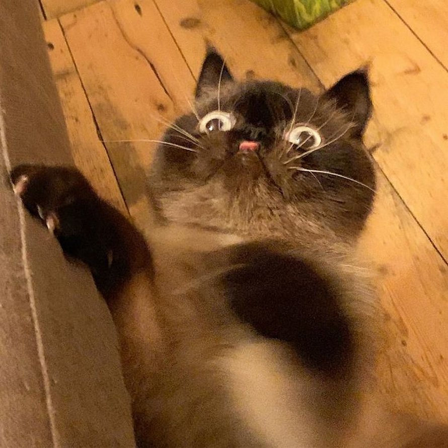 Ce chat est le roi des grimaces et il a envahi Internet