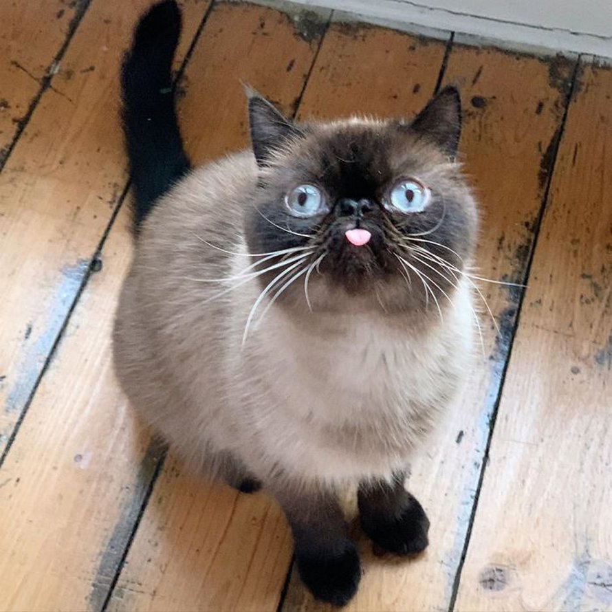 Ce chat est le roi des grimaces et il a envahi Internet