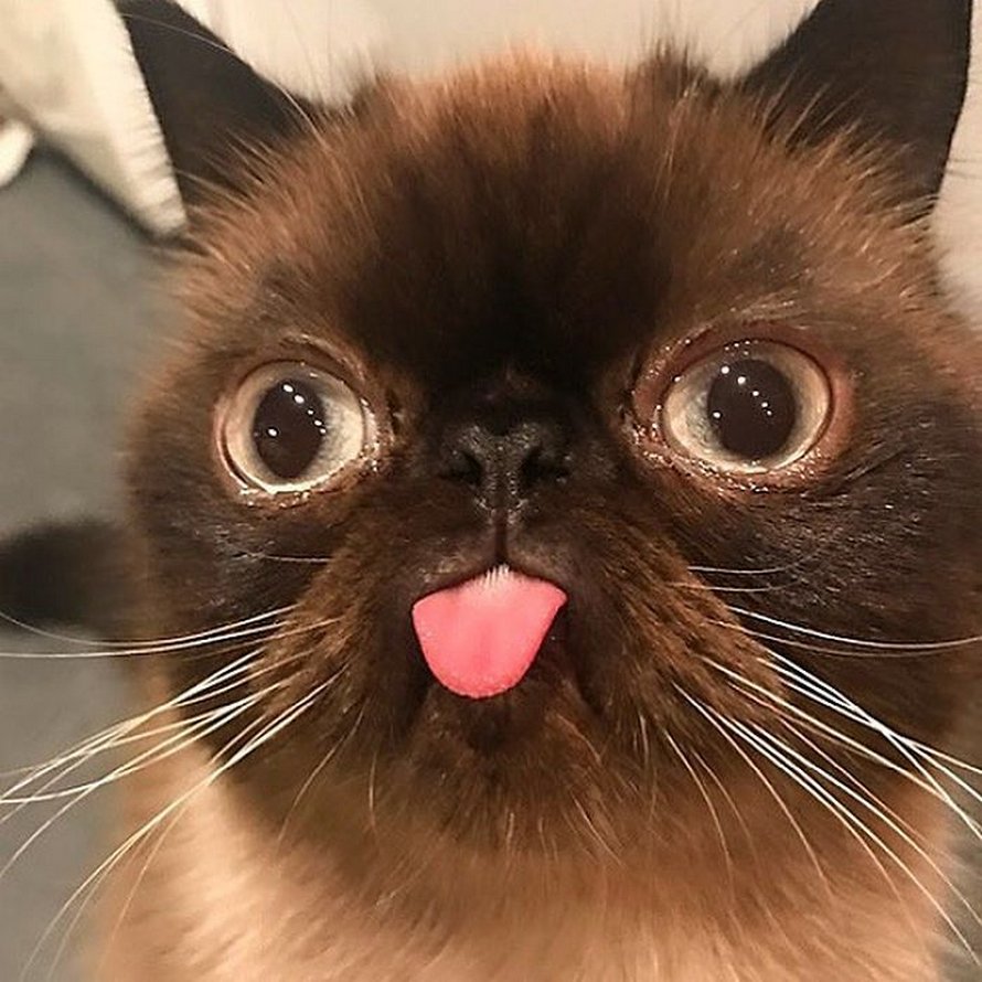 Ce chat est le roi des grimaces et il a envahi Internet