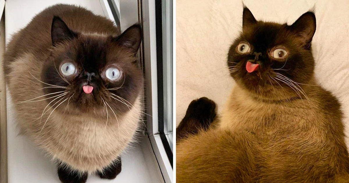Ce chat est le roi des grimaces et il a envahi Internet