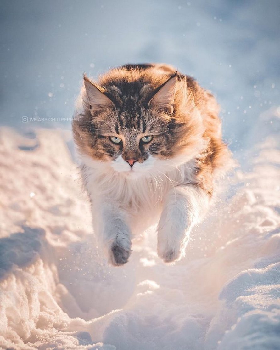 Ces gens laissent leur chat norvégien jouer librement dehors et ces 32 photos de sa vie sont magnifiques