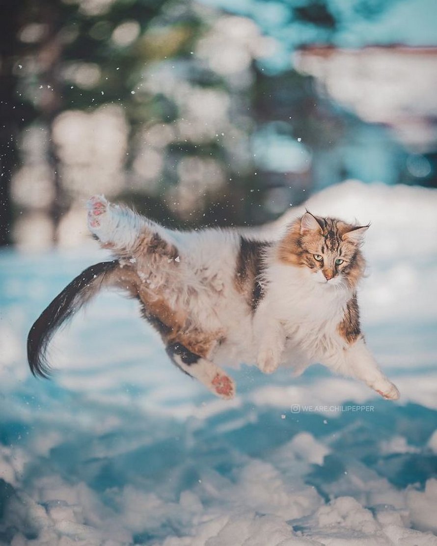 Ces gens laissent leur chat norvégien jouer librement dehors et ces 32 photos de sa vie sont magnifiques