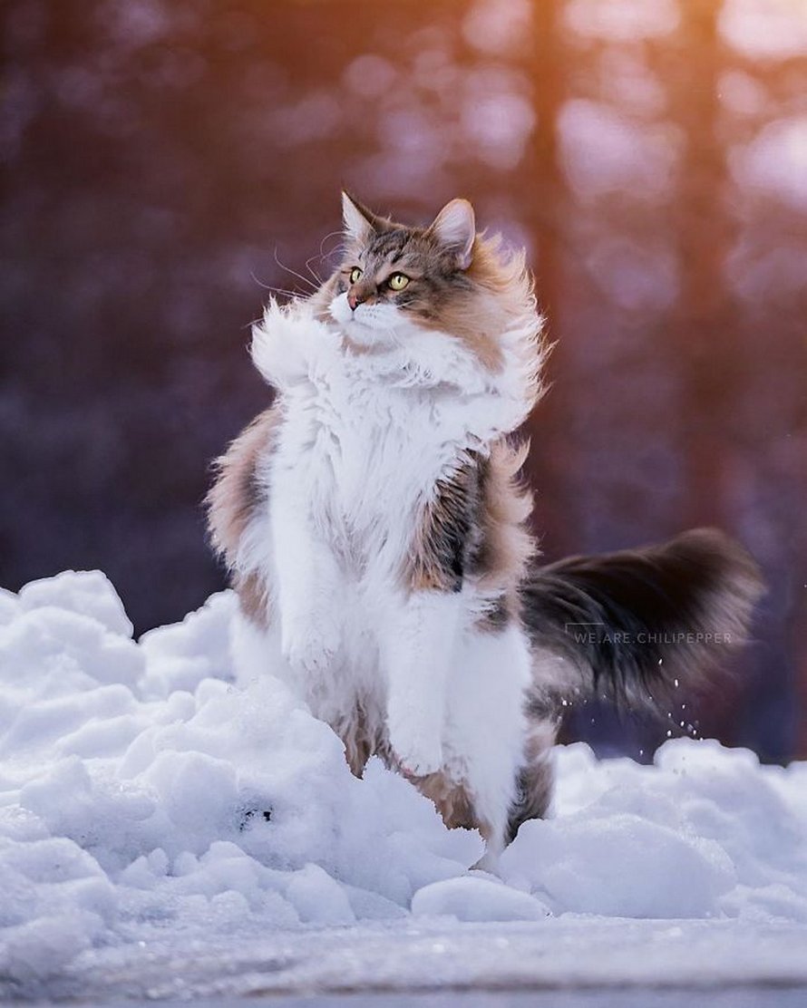 Ces gens laissent leur chat norvégien jouer librement dehors et ces 32 photos de sa vie sont magnifiques