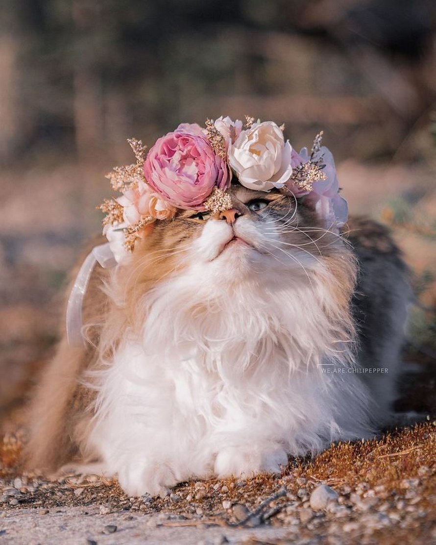 Ces gens laissent leur chat norvégien jouer librement dehors et ces 32 photos de sa vie sont magnifiques