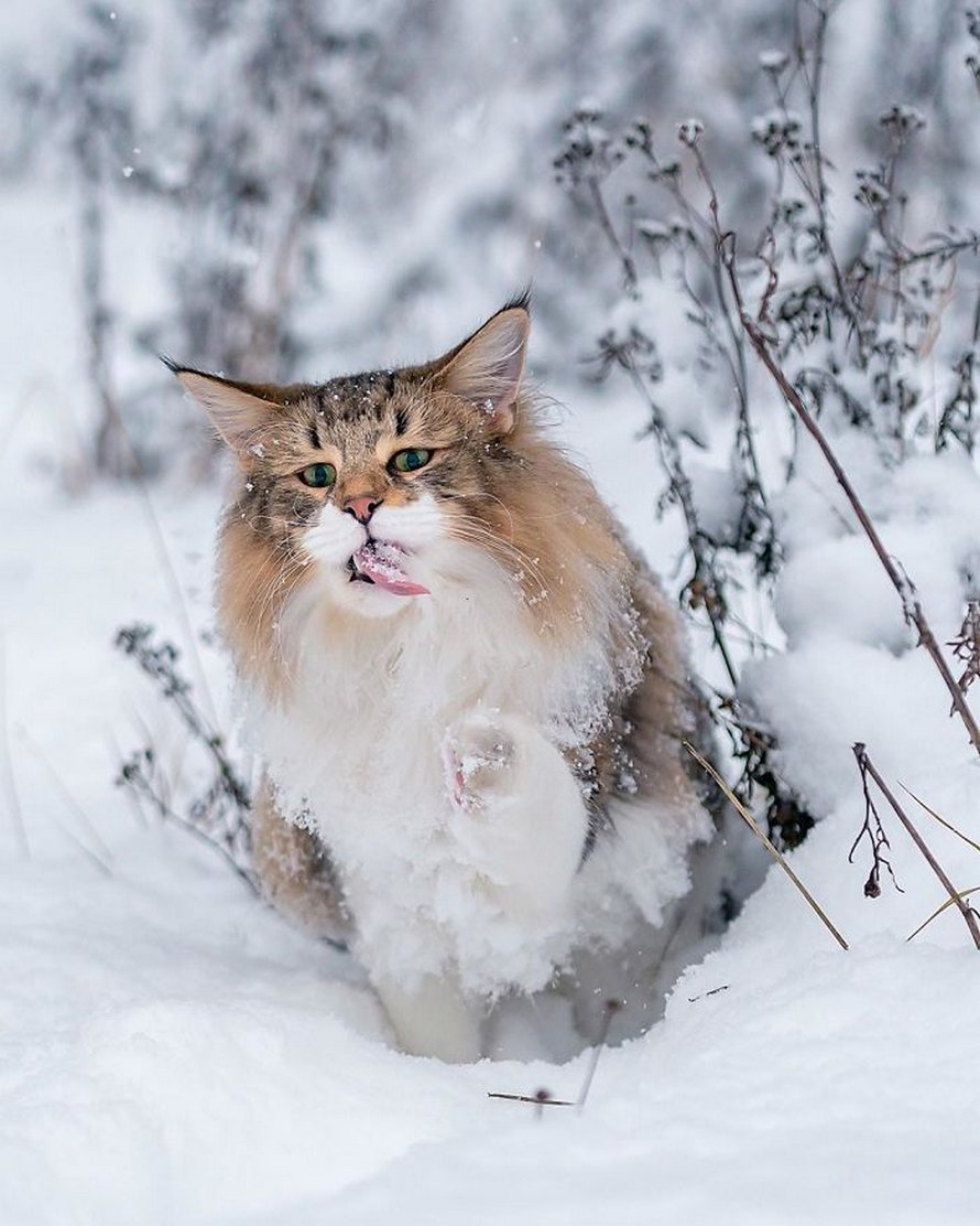 Ces gens laissent leur chat norvégien jouer librement dehors et ces 32 photos de sa vie sont magnifiques