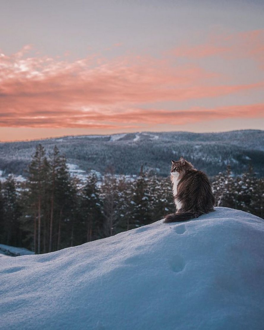 Ces gens laissent leur chat norvégien jouer librement dehors et ces 32 photos de sa vie sont magnifiques