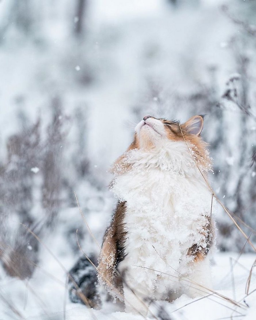 Ces gens laissent leur chat norvégien jouer librement dehors et ces 32 photos de sa vie sont magnifiques