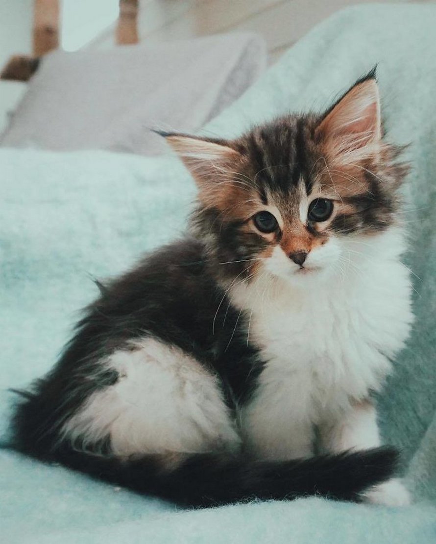 Ces gens laissent leur chat norvégien jouer librement dehors et ces 32 photos de sa vie sont magnifiques