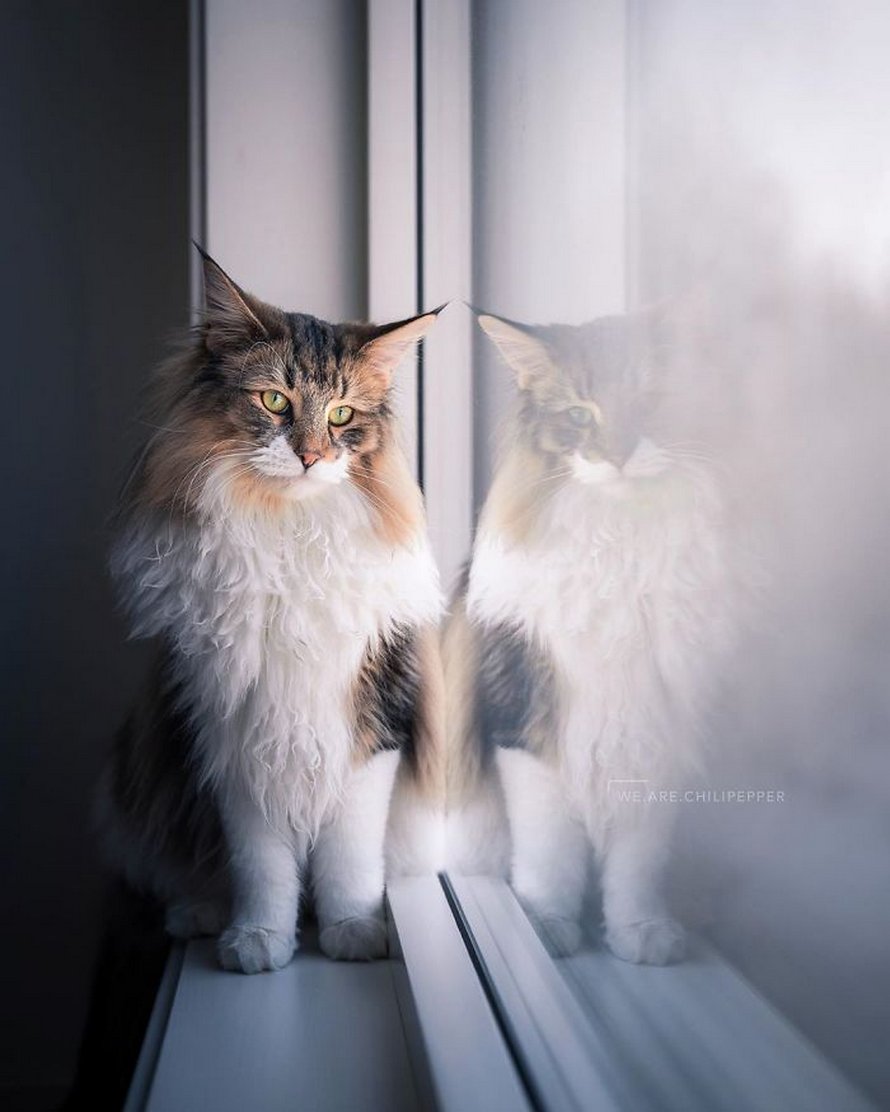 Ces gens laissent leur chat norvégien jouer librement dehors et ces 32 photos de sa vie sont magnifiques
