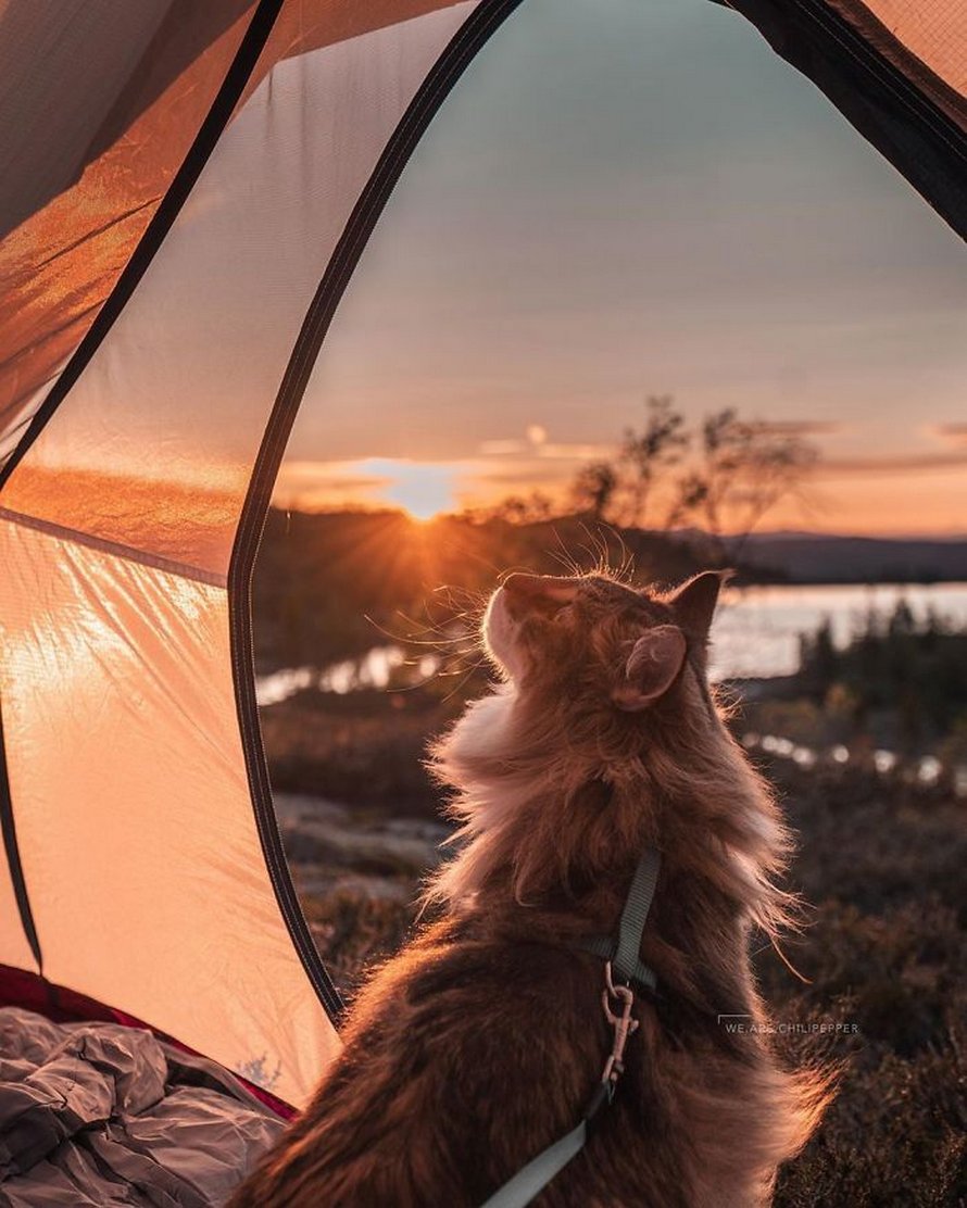 Ces gens laissent leur chat norvégien jouer librement dehors et ces 32 photos de sa vie sont magnifiques