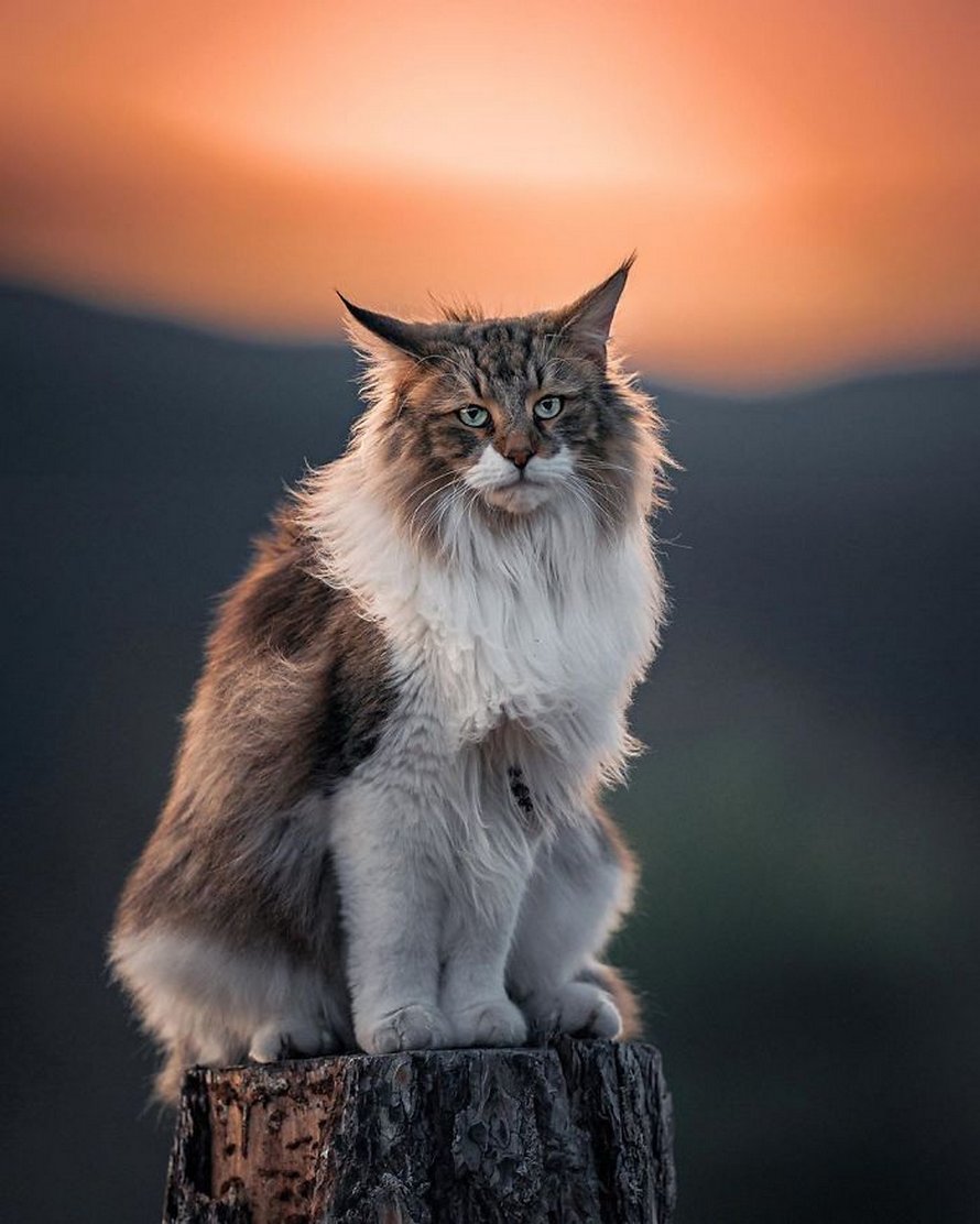 Ces gens laissent leur chat norvégien jouer librement dehors et ces 32 photos de sa vie sont magnifiques
