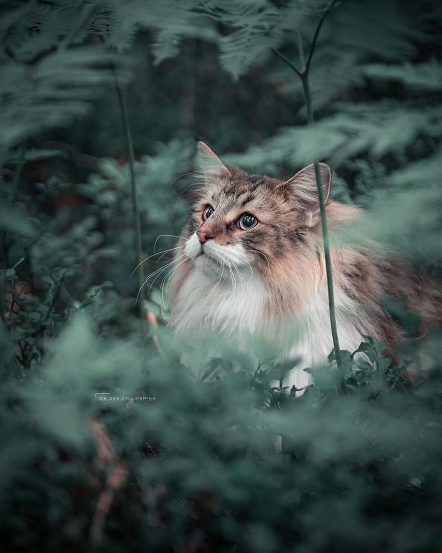 Ces gens laissent leur chat norvégien jouer librement dehors et ces 32 photos de sa vie sont magnifiques