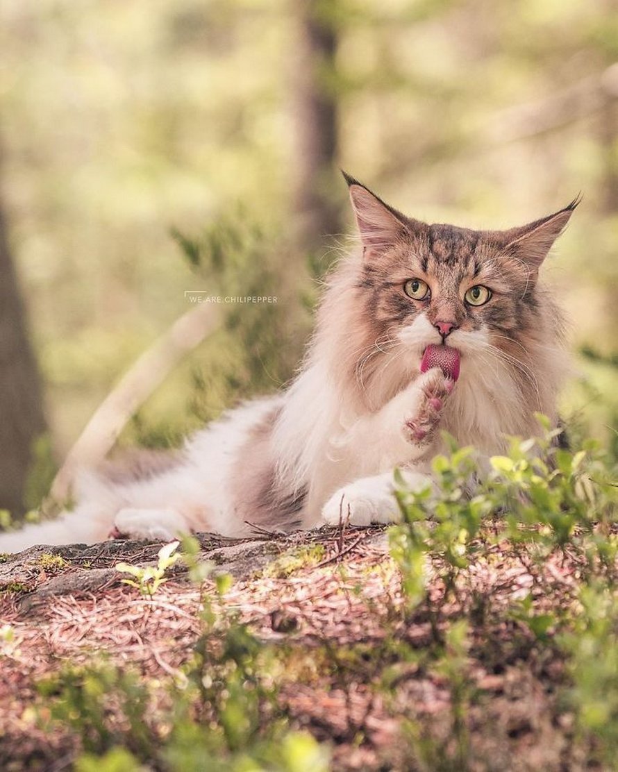 Ces gens laissent leur chat norvégien jouer librement dehors et ces 32 photos de sa vie sont magnifiques