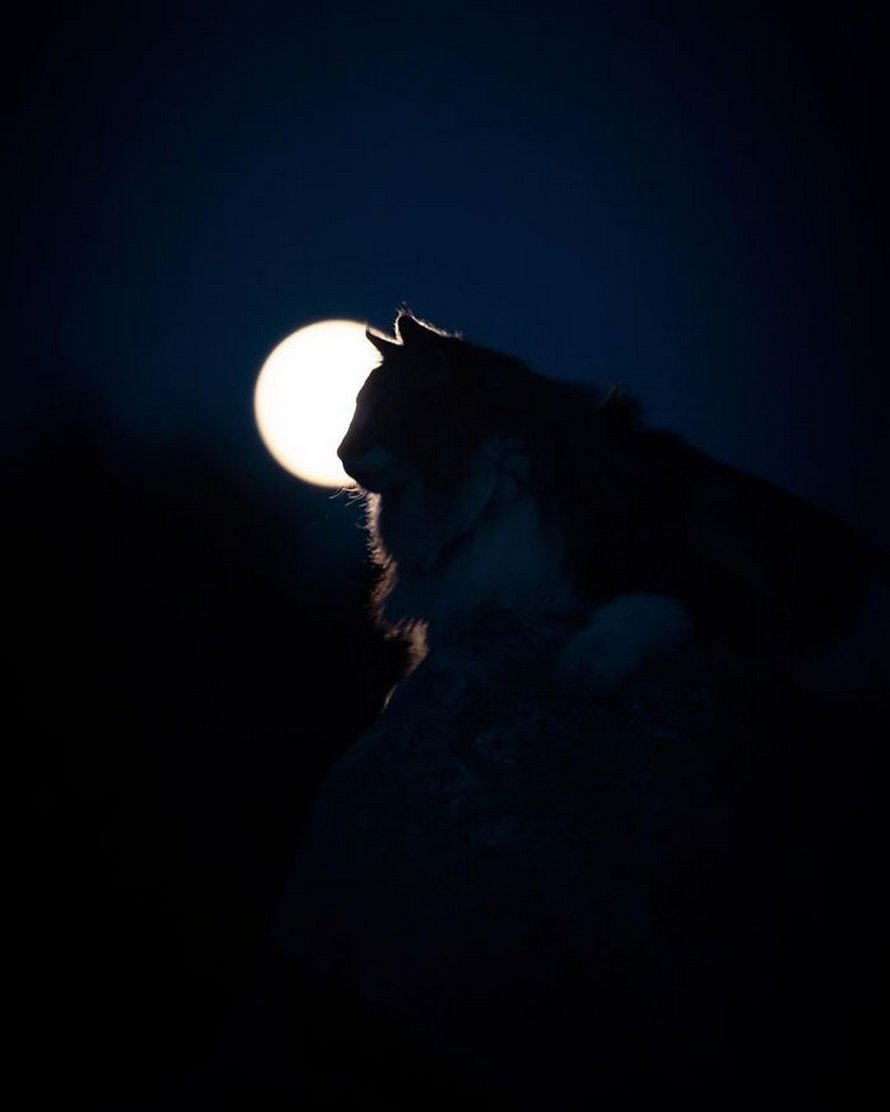 Ces gens laissent leur chat norvégien jouer librement dehors et ces 32 photos de sa vie sont magnifiques