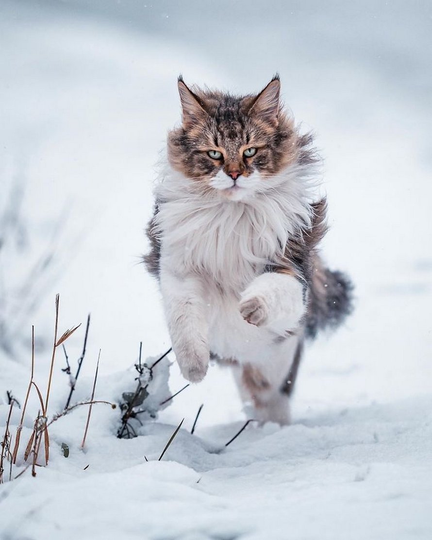 Ces gens laissent leur chat norvégien jouer librement dehors et ces 32 photos de sa vie sont magnifiques