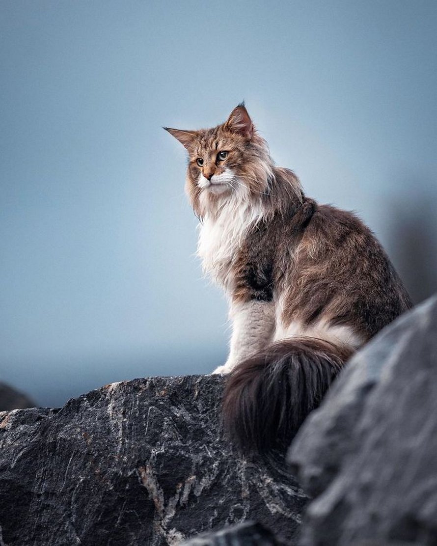 Ces gens laissent leur chat norvégien jouer librement dehors et ces 32 photos de sa vie sont magnifiques