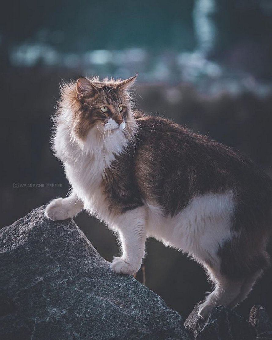 Ces gens laissent leur chat norvégien jouer librement dehors et ces 32 photos de sa vie sont magnifiques