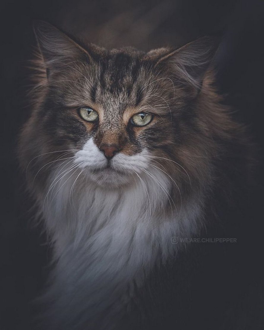 Ces gens laissent leur chat norvégien jouer librement dehors et ces 32 photos de sa vie sont magnifiques