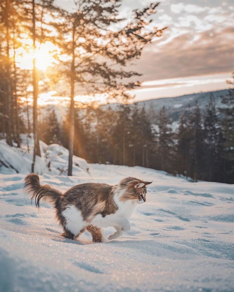 Ces gens laissent leur chat norvégien jouer librement dehors et ces 32 photos de sa vie sont magnifiques