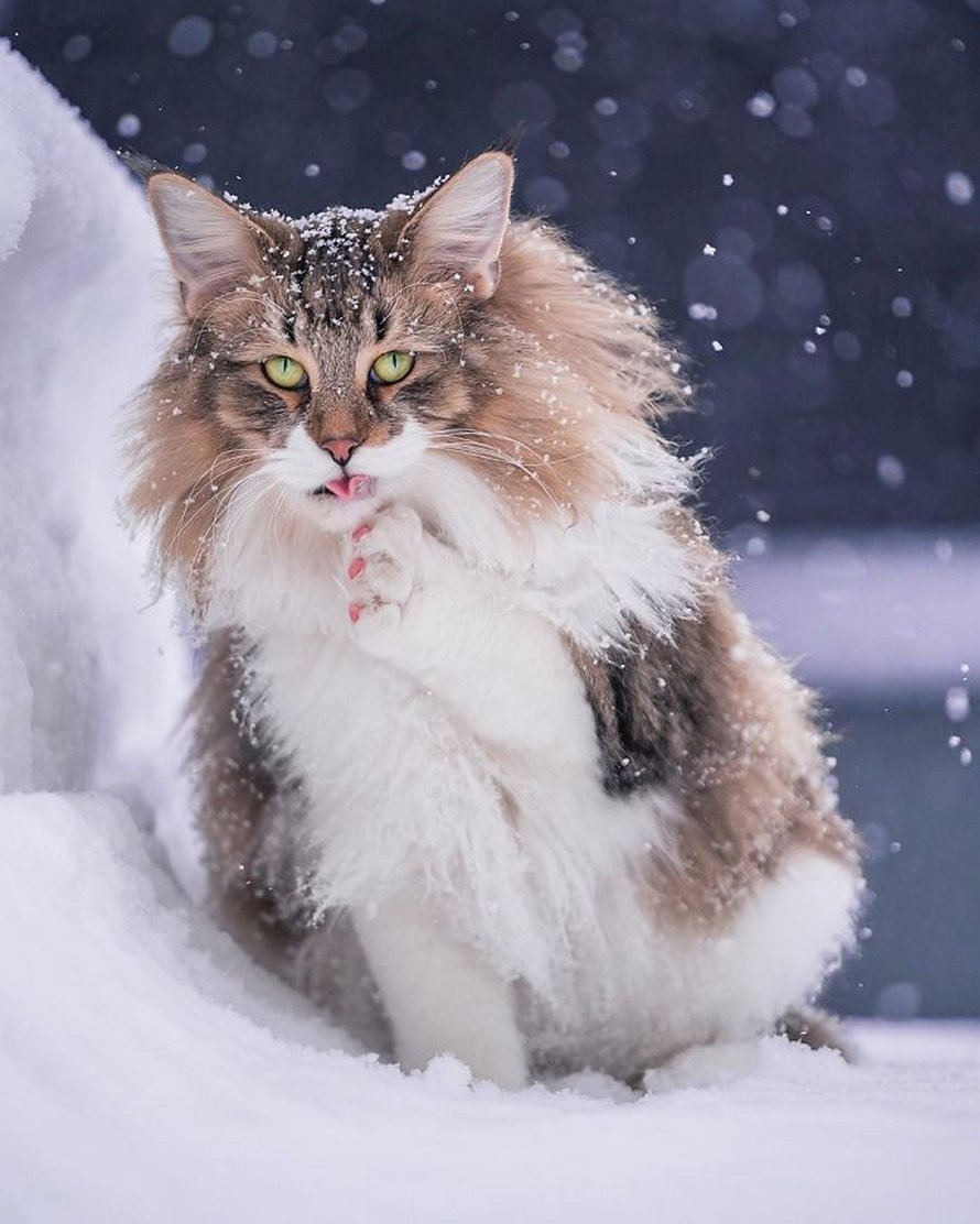 Ces gens laissent leur chat norvégien jouer librement dehors et ces 32 photos de sa vie sont magnifiques