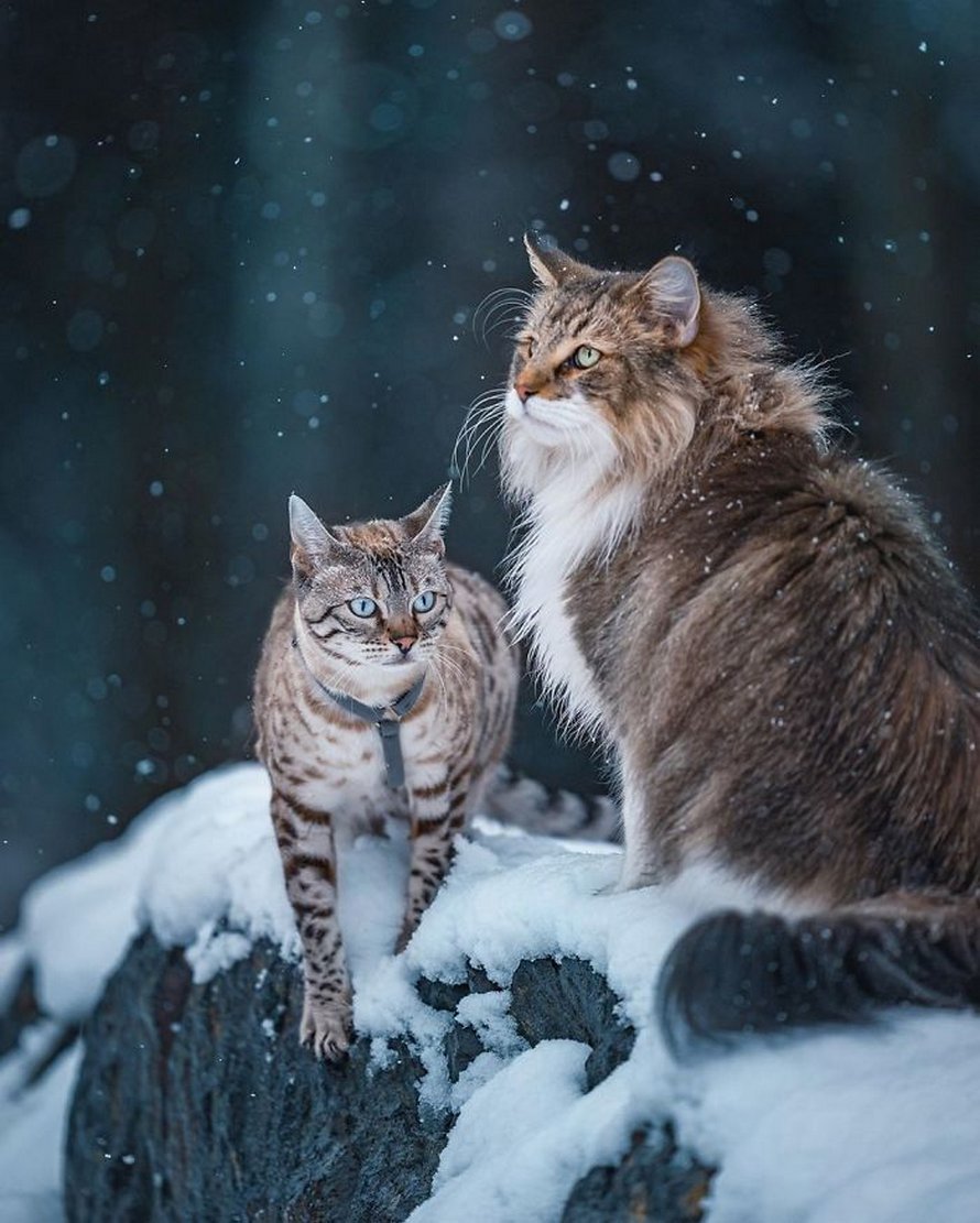 Ces gens laissent leur chat norvégien jouer librement dehors et ces 32 photos de sa vie sont magnifiques
