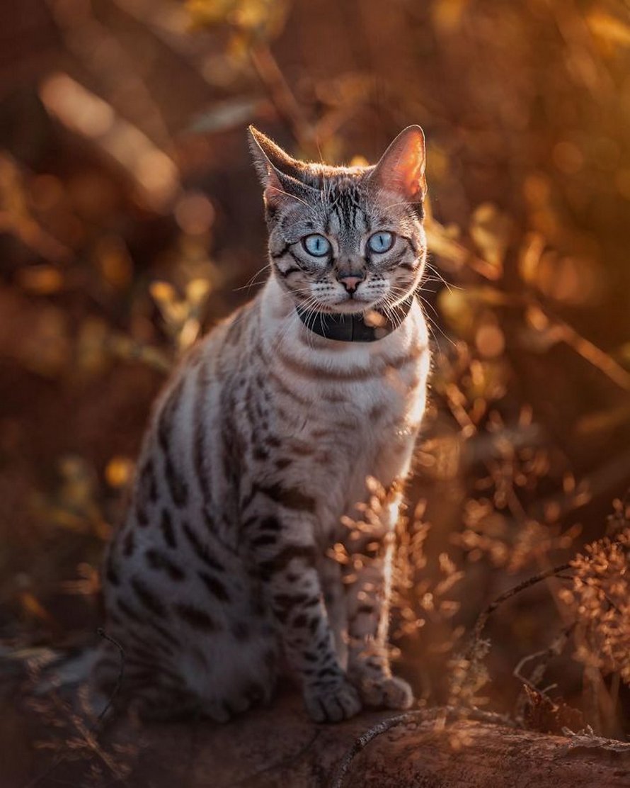 Ces gens laissent leur chat norvégien jouer librement dehors et ces 32 photos de sa vie sont magnifiques