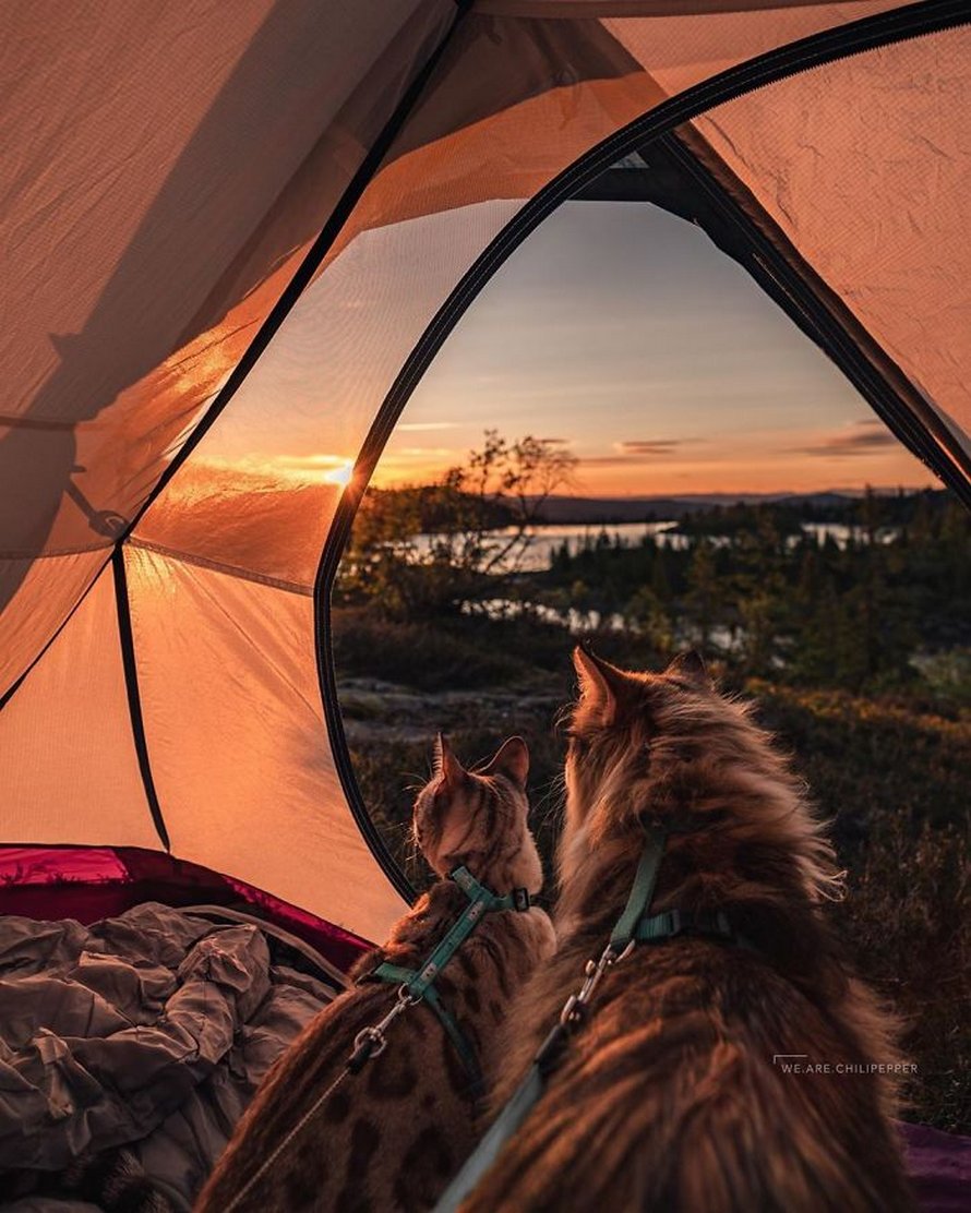 Ces gens laissent leur chat norvégien jouer librement dehors et ces 32 photos de sa vie sont magnifiques