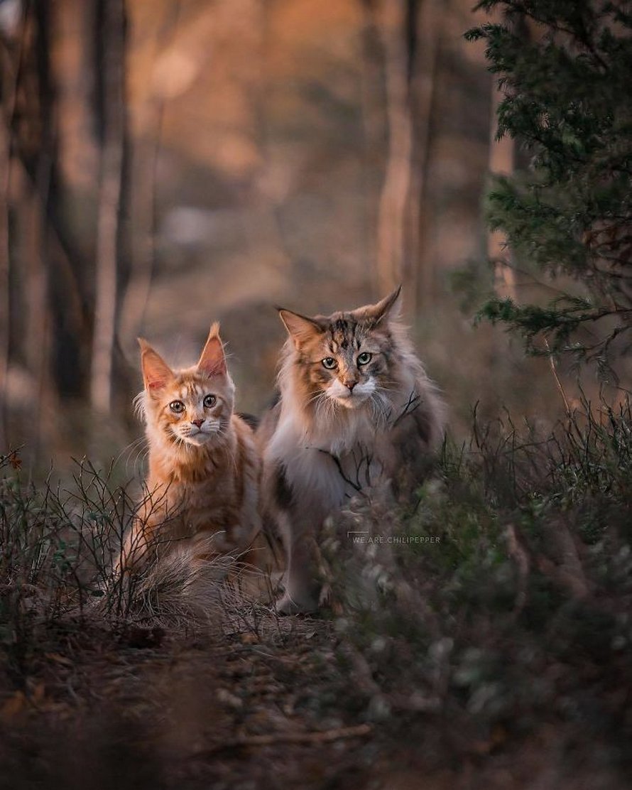 Коты в лесу