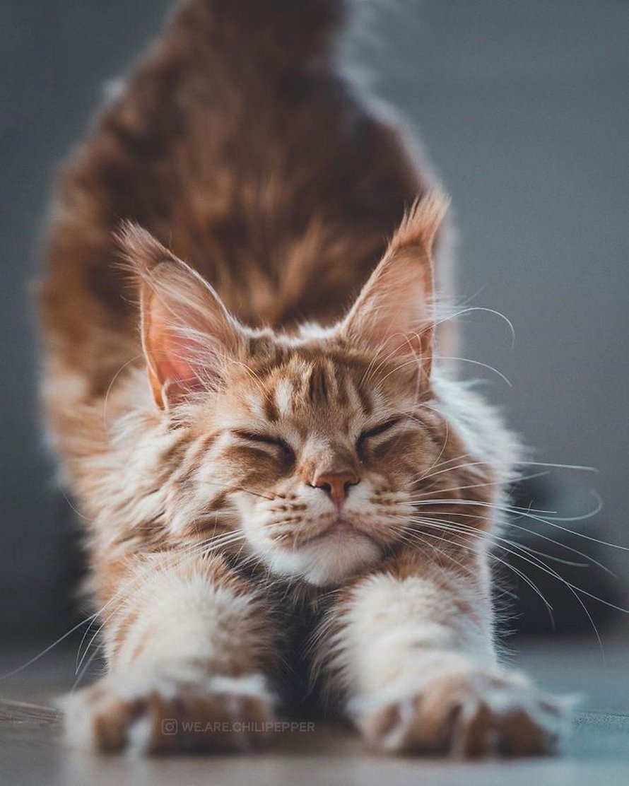 Ces gens laissent leur chat norvégien jouer librement dehors et ces 32 photos de sa vie sont magnifiques