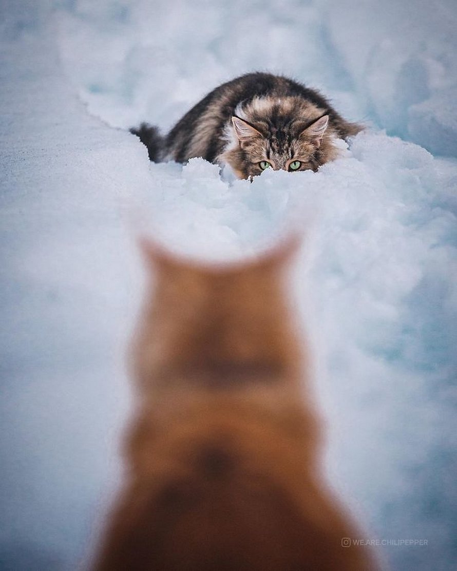 Ces gens laissent leur chat norvégien jouer librement dehors et ces 32 photos de sa vie sont magnifiques