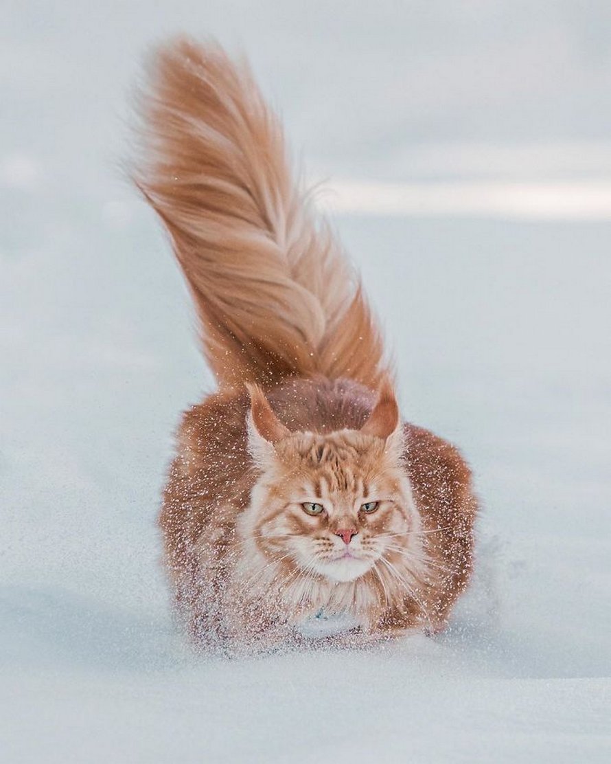 Ces gens laissent leur chat norvégien jouer librement dehors et ces 32 photos de sa vie sont magnifiques