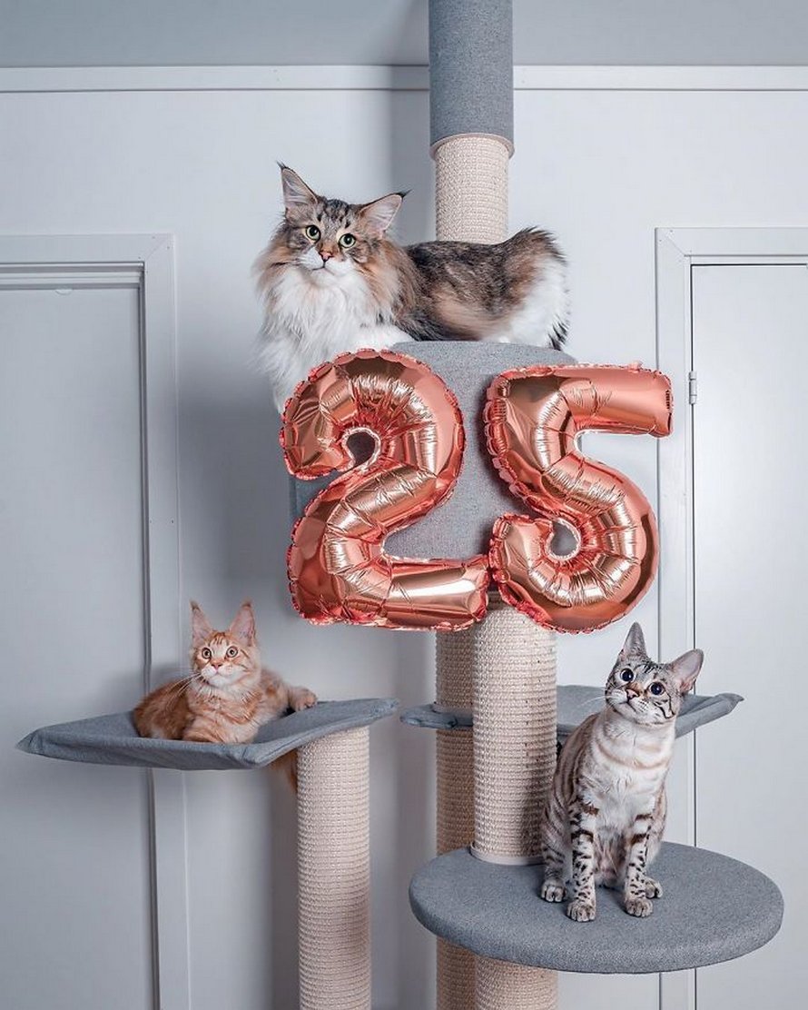 Ces gens laissent leur chat norvégien jouer librement dehors et ces 32 photos de sa vie sont magnifiques