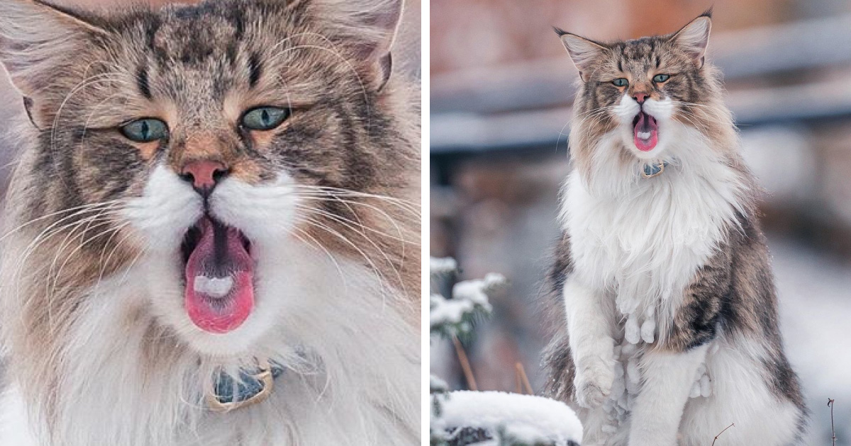 Ces Gens Laissent Leur Chat Norvegien Jouer Librement Dehors Et Ces 32 Photos De Sa Vie Sont Magnifiques Ipnoze