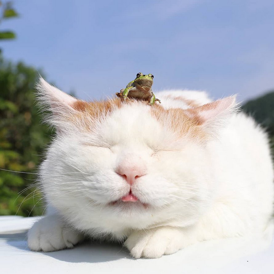 Shiro Le Chat Le Plus Relax Du Monde Est Decede A L Age De 18 Ans 22 Images Ipnoze Shiro Le Chat Le Plus Relax Du Monde Est Decede A L Age De 18 Ans 22 Images Ipnoze