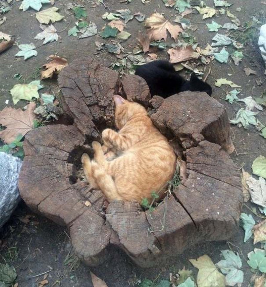 33 chats qui se sont endormis dans les endroits les plus étranges
