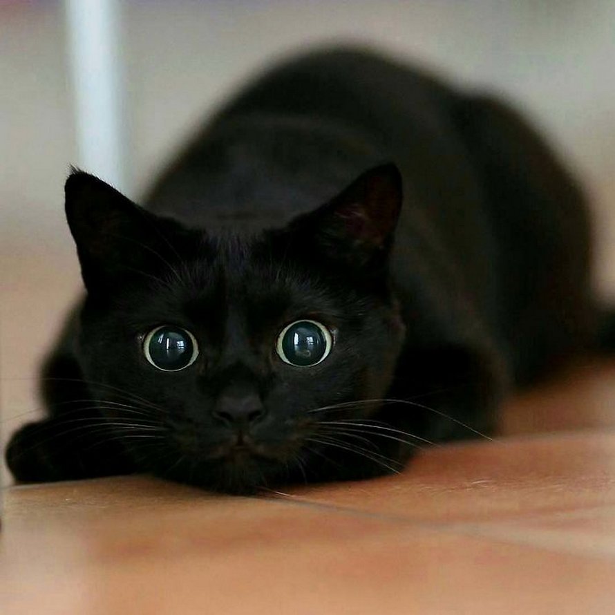 22 photos adorables de chats noirs pour montrer qu’ils n’ont rien à voir avec la malchance