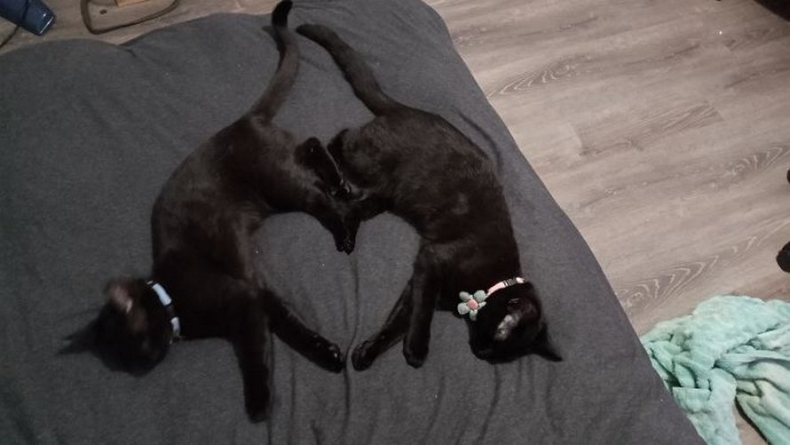 22 photos adorables de chats noirs pour montrer qu’ils n’ont rien à voir avec la malchance