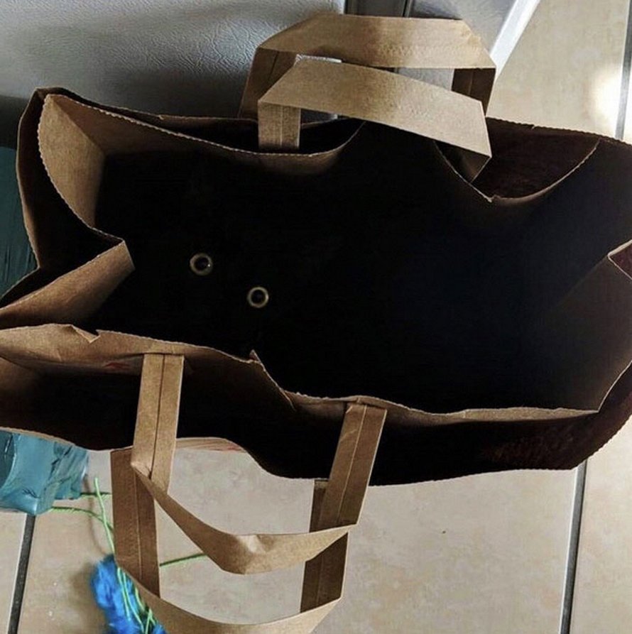 22 photos adorables de chats noirs pour montrer qu’ils n’ont rien à voir avec la malchance