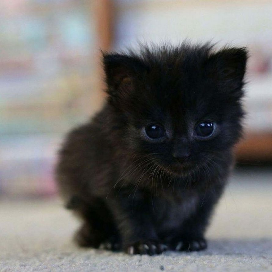 22 Photos Adorables De Chats Noirs Pour Montrer Qu Ils N Ont Rien A Voir Avec La Malchance Ipnoze