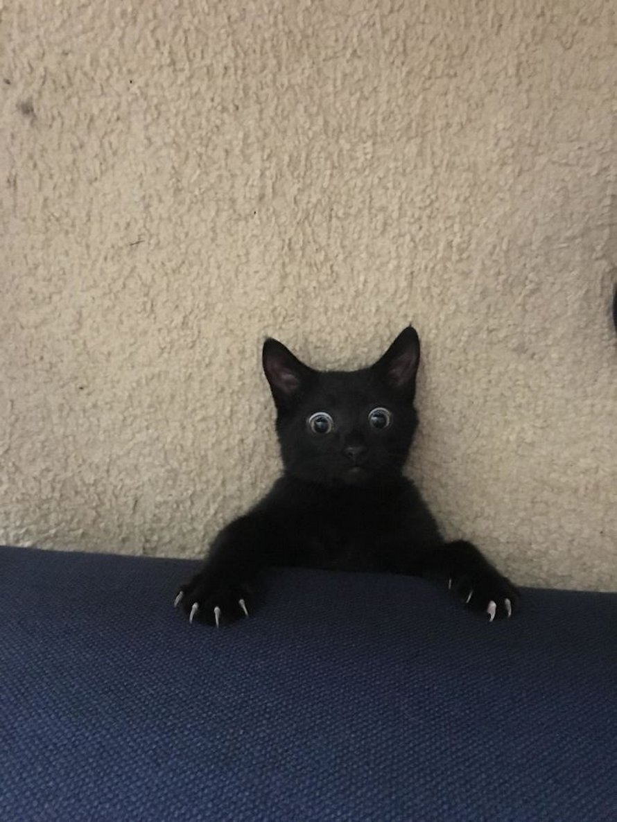 22 photos adorables de chats noirs pour montrer qu’ils n’ont rien à voir avec la malchance