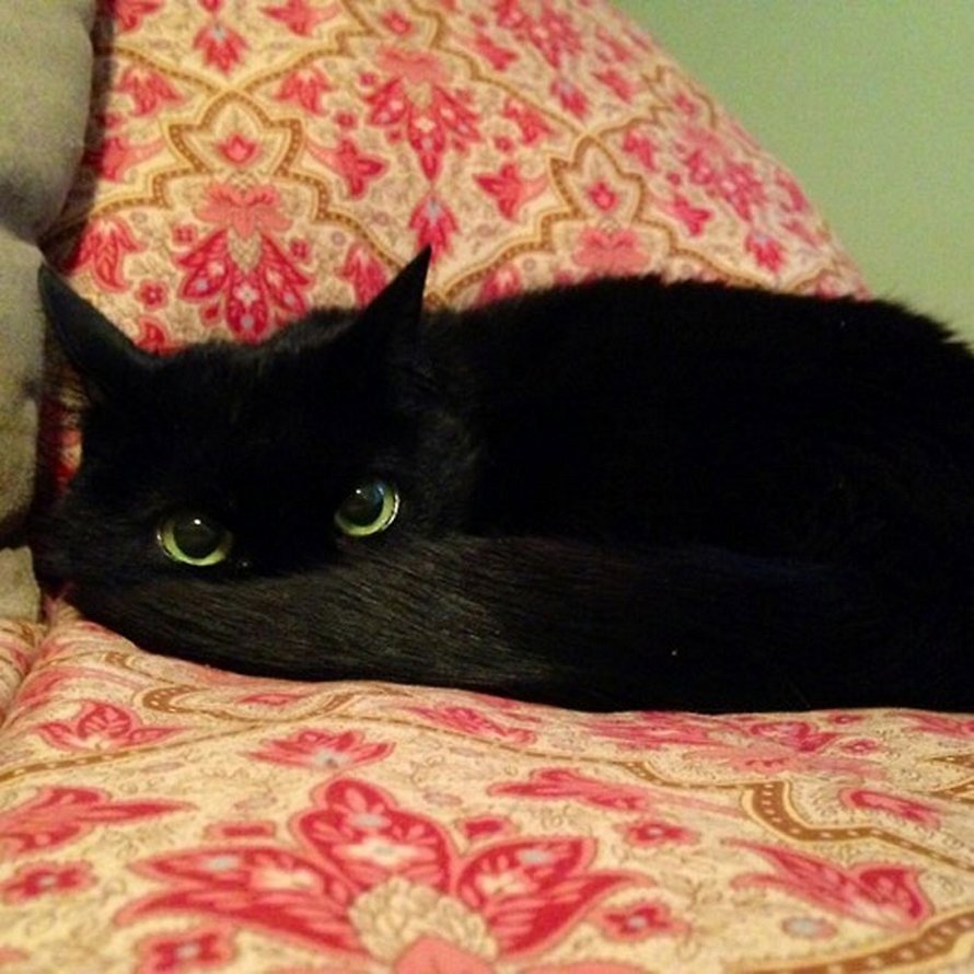22 photos adorables de chats noirs pour montrer qu’ils n’ont rien à voir avec la malchance