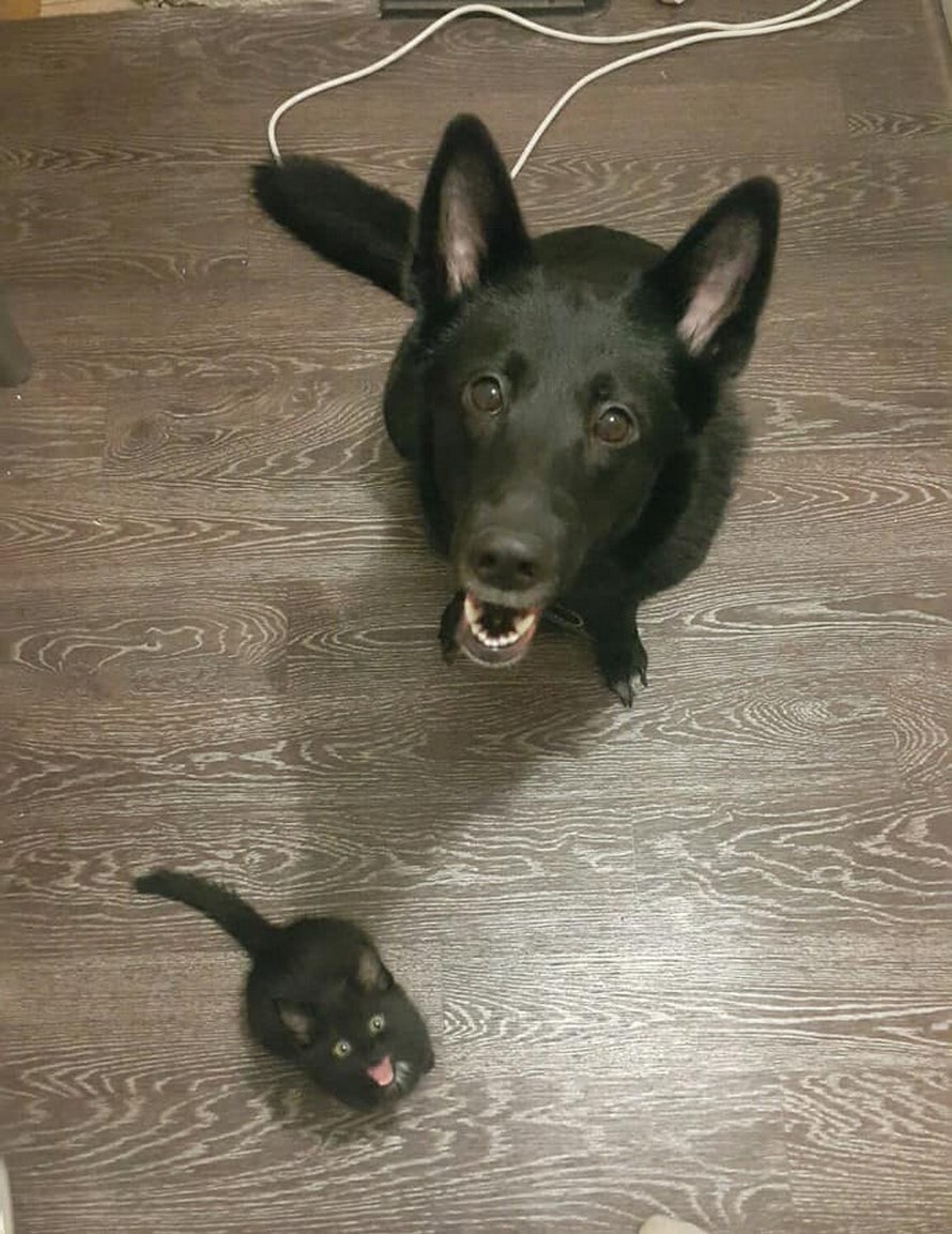 22 photos adorables de chats noirs pour montrer qu’ils n’ont rien à voir avec la malchance