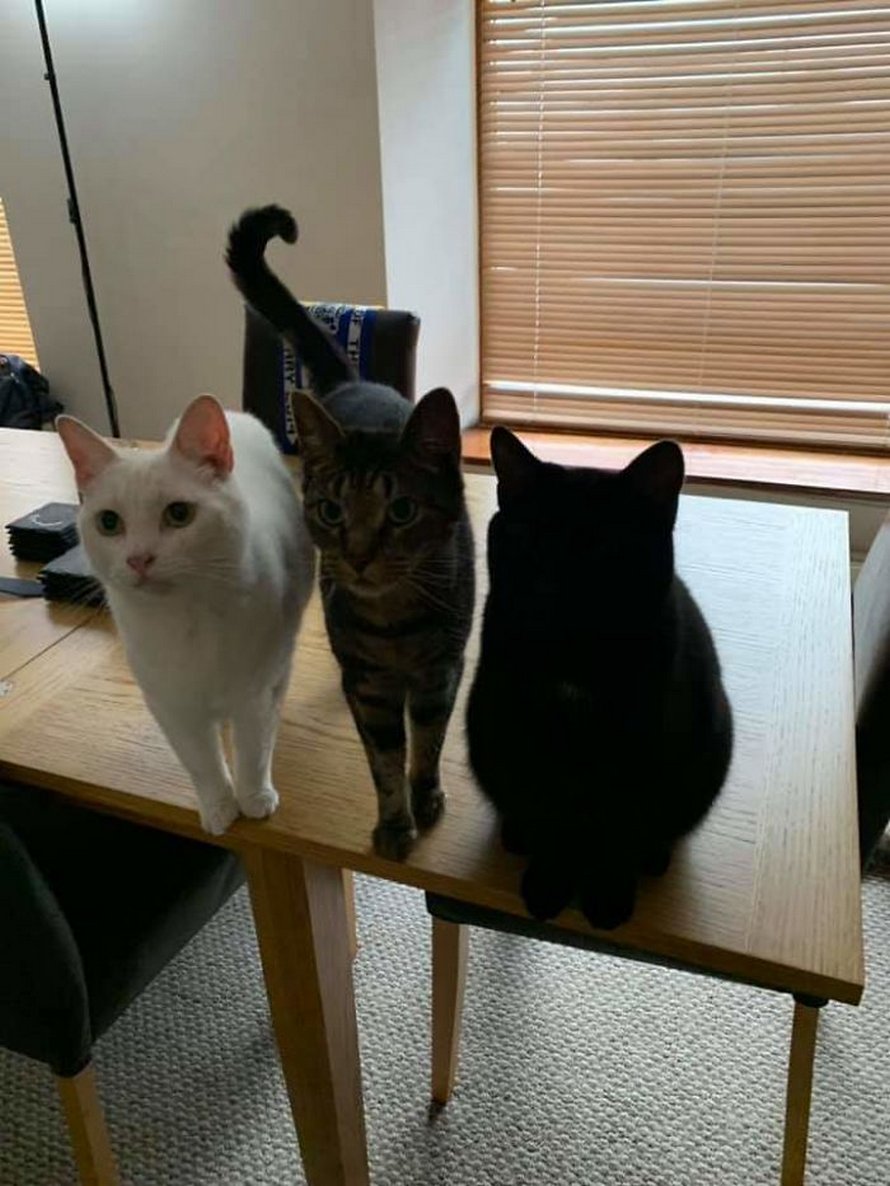 22 photos adorables de chats noirs pour montrer qu’ils n’ont rien à voir avec la malchance