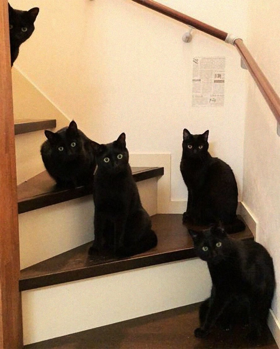 22 photos adorables de chats noirs pour montrer qu&#8217;ils n&#8217;ont rien à voir avec la malchance