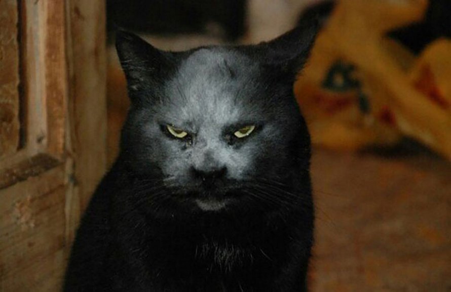 22 photos adorables de chats noirs pour montrer qu’ils n’ont rien à voir avec la malchance
