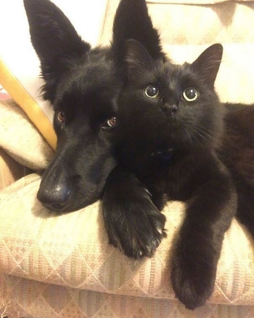 22 photos adorables de chats noirs pour montrer qu’ils n’ont rien à voir avec la malchance