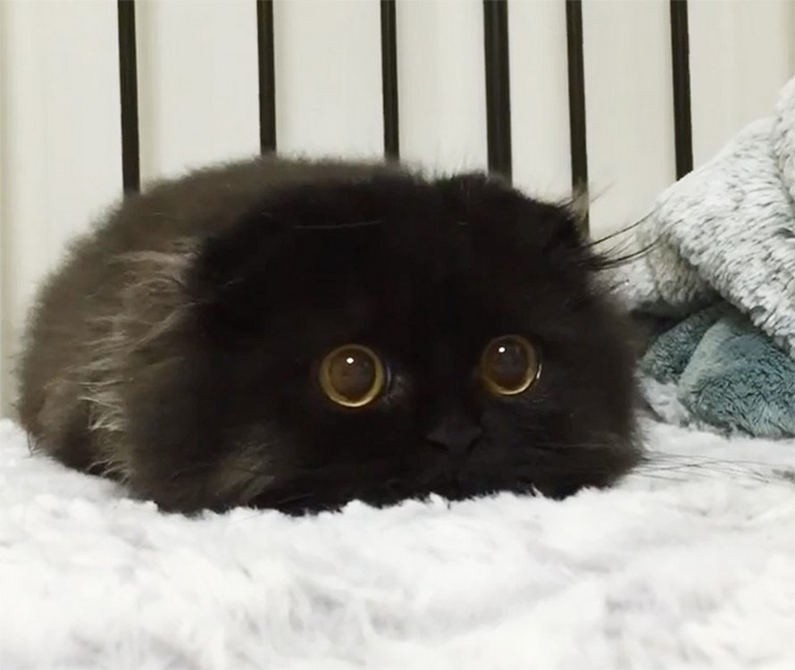 22 photos adorables de chats noirs pour montrer qu’ils n’ont rien à voir avec la malchance